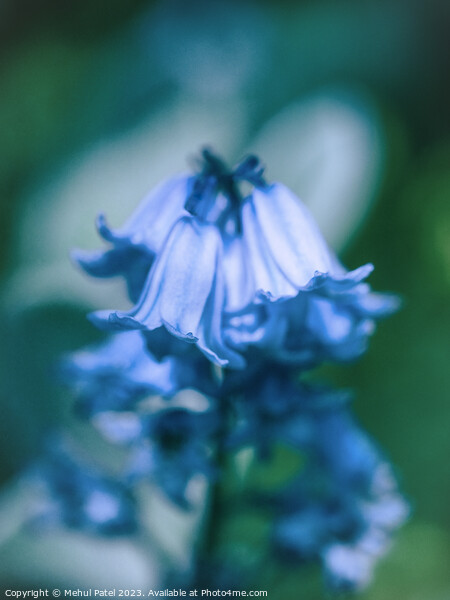 Close up of Bluebell flowers in spring Picture Board by Mehul Patel