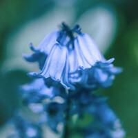 Buy canvas prints of Close up of Bluebell flowers in spring by Mehul Patel