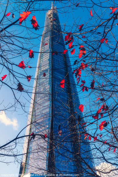 The Shard tower in London framed through branches and autumn leaves Picture Board by Mehul Patel