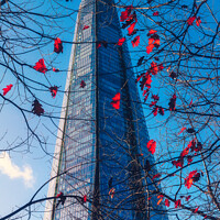 Buy canvas prints of The Shard tower in London framed through branches and autumn leaves by Mehul Patel