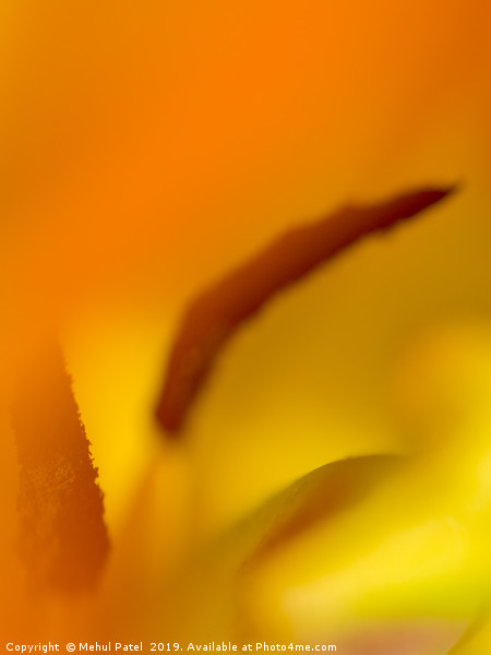 Abstract image inside a tulip  Picture Board by Mehul Patel