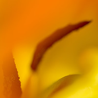 Buy canvas prints of Abstract image inside a tulip  by Mehul Patel