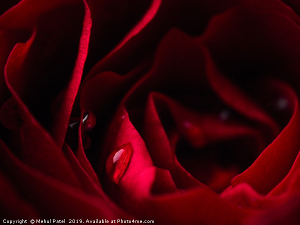 Close-up of water droplets on red rose petals Picture Board by Mehul Patel