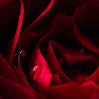 Buy canvas prints of Close-up of water droplets on red rose petals by Mehul Patel
