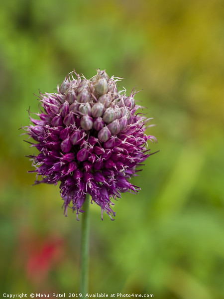 Allium in garden coming to end of its bloom Picture Board by Mehul Patel