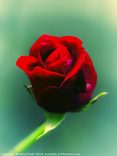 Cross-processed image of red rose  Picture Board by Mehul Patel