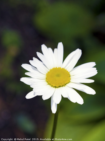 Flowering daisy in garden  Picture Board by Mehul Patel
