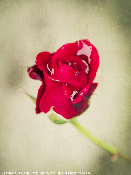 Small red rose with water droplets Picture Board by Mehul Patel