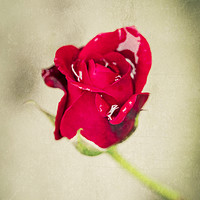 Buy canvas prints of Small red rose with water droplets by Mehul Patel