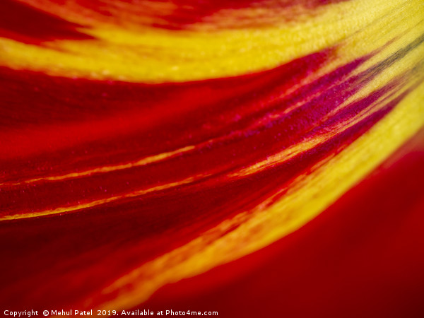 Abstract image of colourful tulip petal close up  Picture Board by Mehul Patel