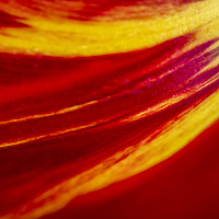 Buy canvas prints of Abstract image of colourful tulip petal close up  by Mehul Patel
