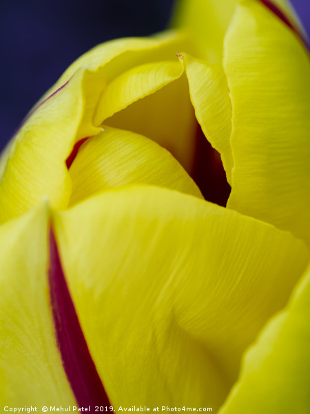 Close up of petals of yellow tulip with red stripe Picture Board by Mehul Patel
