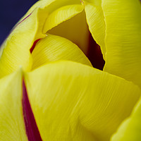Buy canvas prints of Close up of petals of yellow tulip with red stripe by Mehul Patel