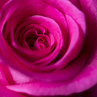 Buy canvas prints of Close up of petals on pink rose  by Mehul Patel