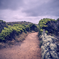 Buy canvas prints of Trail in Port Campbell National Park, Australia by Mehul Patel