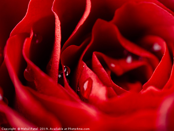 Close up of red rose with water droplets Picture Board by Mehul Patel