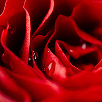 Buy canvas prints of Close up of red rose with water droplets by Mehul Patel
