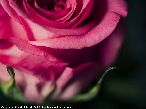 Close up of pink rose - desaturated colour  Picture Board by Mehul Patel