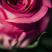 Buy canvas prints of Close up of pink rose - desaturated colour  by Mehul Patel