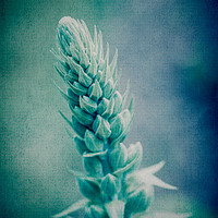 Buy canvas prints of Abstract textured image of top of growing foxglove by Mehul Patel