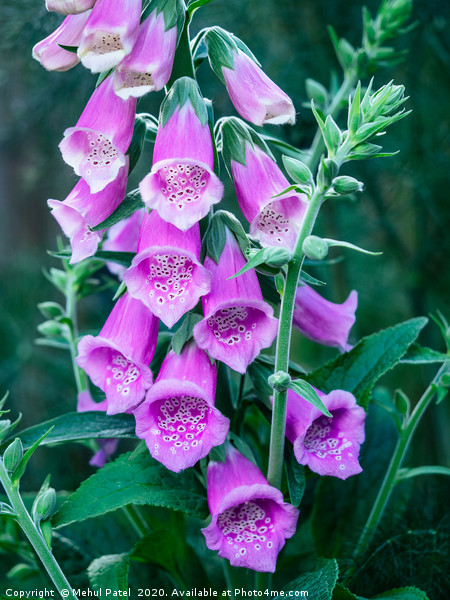 Close up of pink flowers of foxglove  Picture Board by Mehul Patel