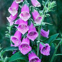 Buy canvas prints of Close up of pink flowers of foxglove  by Mehul Patel