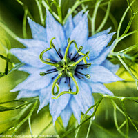 Buy canvas prints of Close up of Nigella Damascena (Love in a mist) flower by Mehul Patel