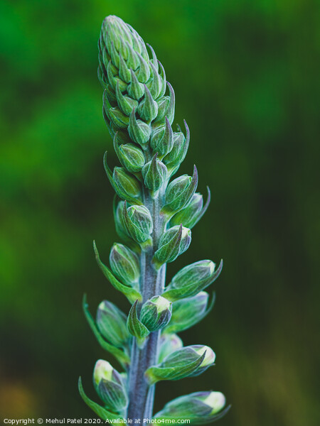 Close up of a blooming foxglove (digitalis) Picture Board by Mehul Patel