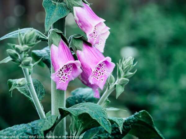 Close up of purple flowers of foxglove (digitalis  Picture Board by Mehul Patel