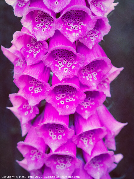 Close up of pink foxglove (digitalis purpurea) flowers in garden Picture Board by Mehul Patel