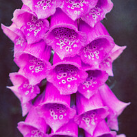 Buy canvas prints of Close up of pink foxglove (digitalis purpurea) flowers in garden by Mehul Patel