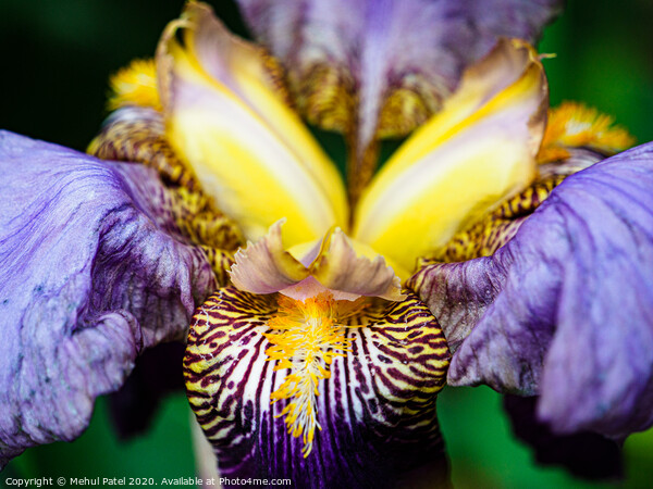 Close up of  bearded Iris 'Alcazar' flower in garden Picture Board by Mehul Patel