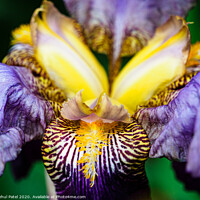 Buy canvas prints of Close up of  bearded Iris 'Alcazar' flower in garden by Mehul Patel