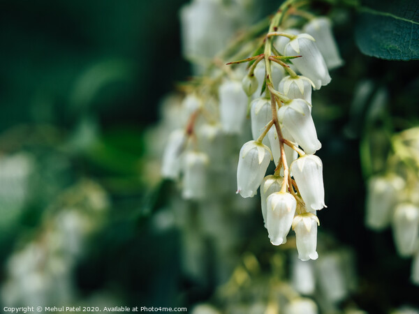 Close up of cluster white bell shaped flowers of pieris ' forest flame' evergreen shrub Picture Board by Mehul Patel