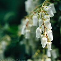 Buy canvas prints of Close up of cluster white bell shaped flowers of pieris ' forest flame' evergreen shrub by Mehul Patel