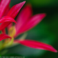 Buy canvas prints of Red foliage of pieris 'forest flame' evergreen shrub by Mehul Patel