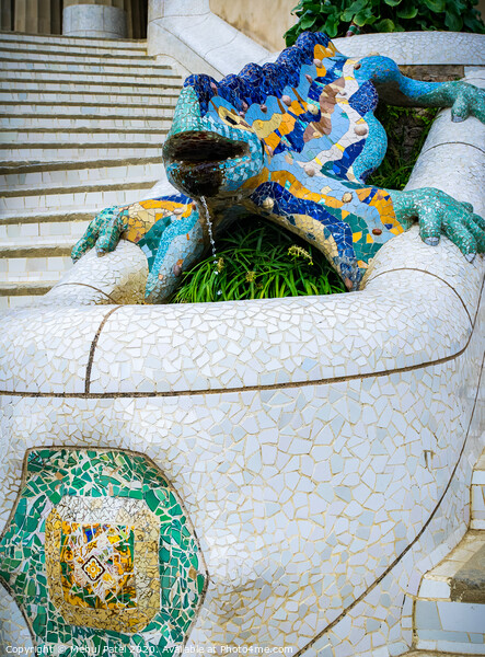 Lizard fountain in Parc Guell, Barcelona, Catalonia, Spain, Europe Picture Board by Mehul Patel
