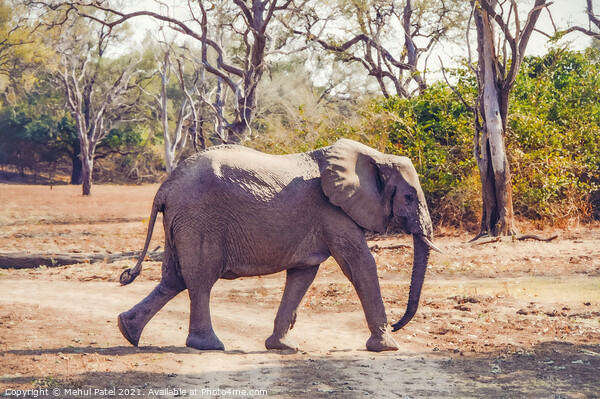 African Elephant walking across a dry track in the Luangwa Valley, South Luangwa National Park, Zambia, Africa Picture Board by Mehul Patel