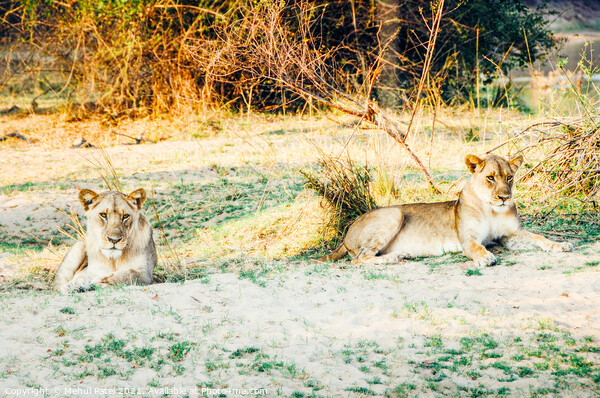 Lions in the wild Picture Board by Mehul Patel
