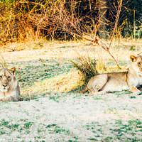 Buy canvas prints of Lions in the wild by Mehul Patel