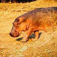 Buy canvas prints of Hippo with blurred background by Mehul Patel