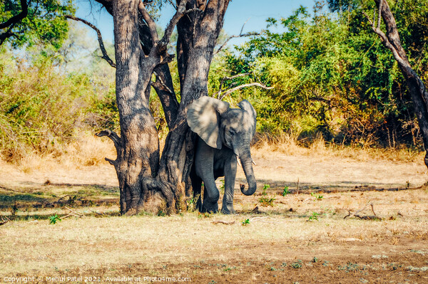 Elephant rubbing its skin against tree in South Luangwa National Park, Zambia, Africa Picture Board by Mehul Patel