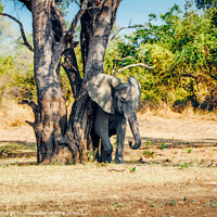 Buy canvas prints of Elephant rubbing its skin against tree in South Luangwa National Park, Zambia, Africa by Mehul Patel
