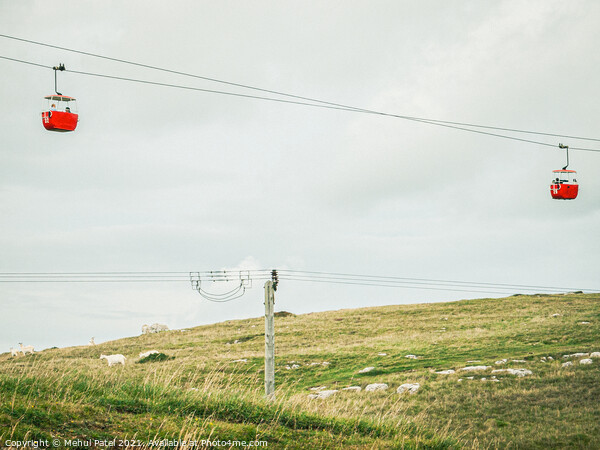 Red cable cars and goats on hill at the Great Orme Country Park above Llandudno, North Wales, UK Picture Board by Mehul Patel