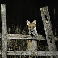 Buy canvas prints of A curious fox by Steve Adams