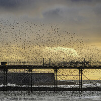 Buy canvas prints of Starling murmuration at sunset, Aberystwyth by Steve Adams
