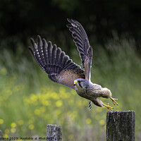 Buy canvas prints of A male kestrel taking off from a post.  by Steve Adams