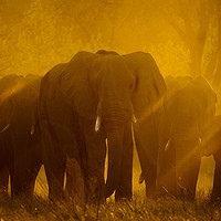 Buy canvas prints of Elephants at sunset by Steve Adams
