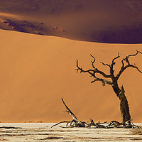 Buy canvas prints of Dead Tree at Deadvlei, Namibia by Steve Adams