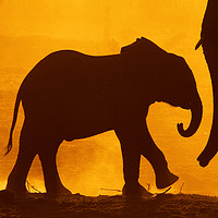 Buy canvas prints of Baby Elephant at Dawn by Steve Adams
